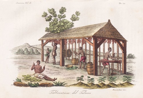 Tabak tobacco plantation