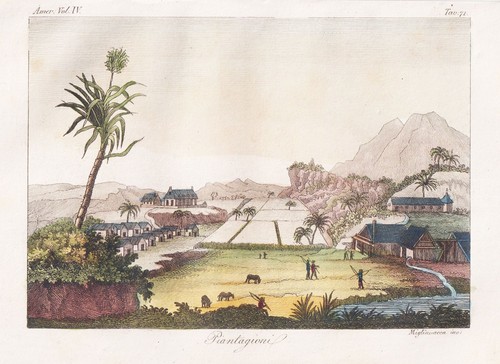 Caribbean zuckerrohrplantage - caribbean,